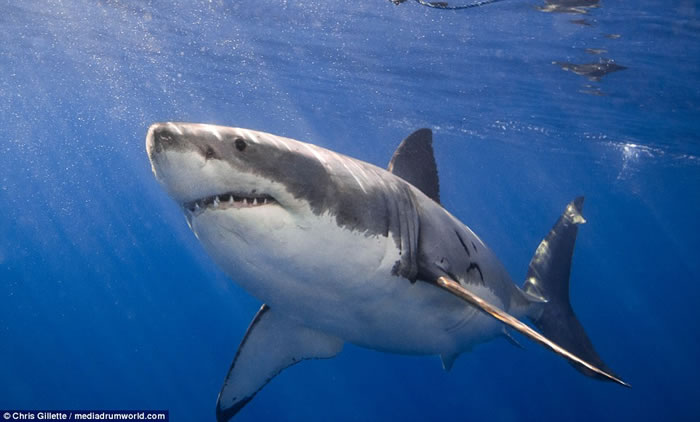 ������Ӱʦ��ī����Ǳˮ�������ͻϮҧ����������