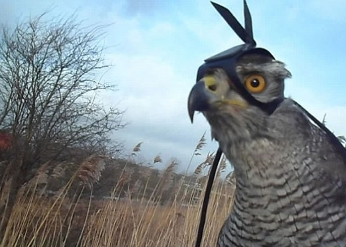 �����о���Ա�ڲ�ӥͷ����װ��¼�����㵽����Ұ�ù���