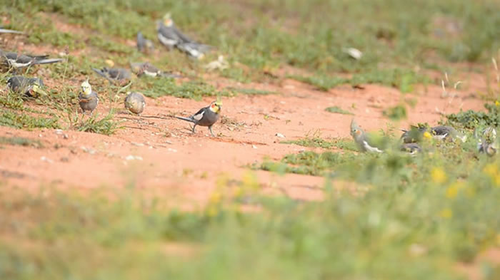 日本网友参加鸟类研究讲座PO出影片:成群野生玄凤鹦鹉满地跑多得跟麻雀一样