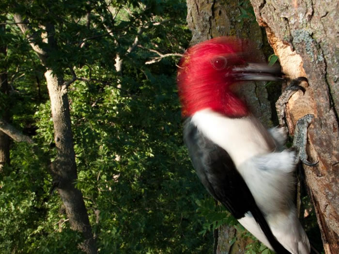 内布拉斯加州的一只红头啄木鸟正在树上干活。 PHOTOGRAPH BY JOEL SARTORE