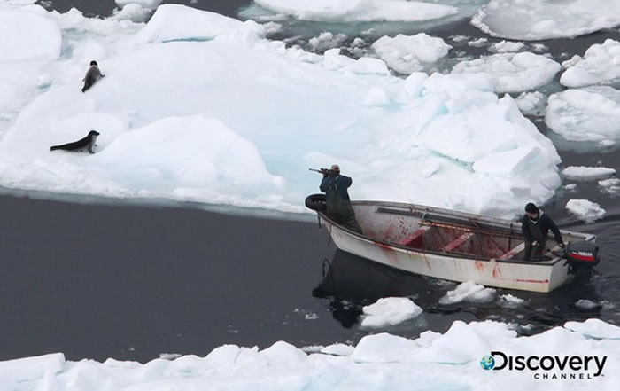 海豹在浮冰上生存,时时刻刻都得面对残忍杀戮。