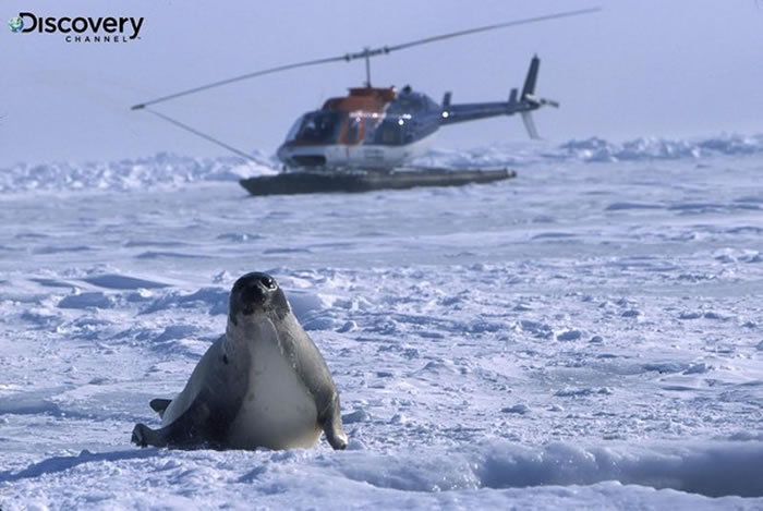 国际爱护动物基金会为保护海豹宝宝不遗余力