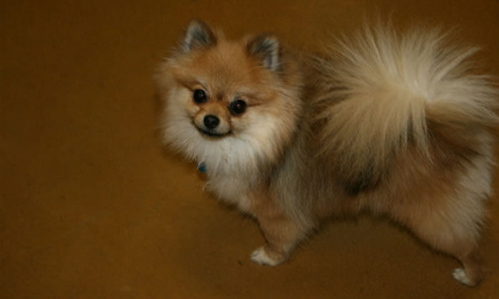 体重为4公斤重的博美狗遭狼咬死