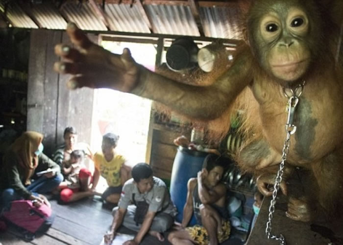户主其后才意识到饲养红毛猩猩是红毛猩猩是违法。