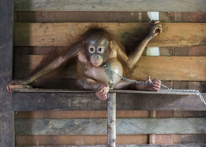 小猩猩被铁链锁颈,失去自由。
