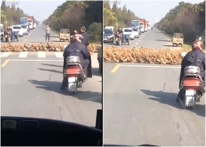 鸭子守秩序地过马路,场面可爱。