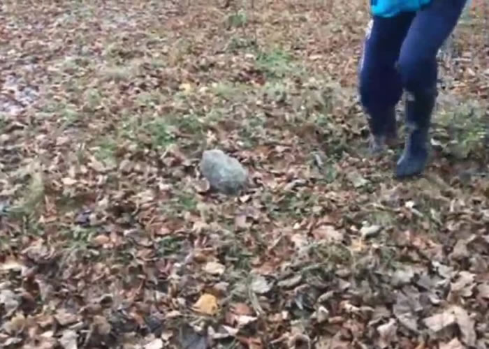 Ӣ���ո�������������������¹�԰���ء���ଲݵء�