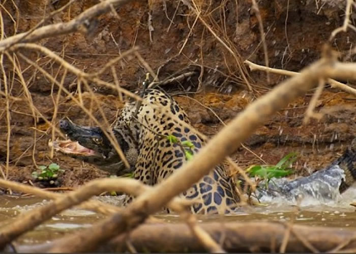美洲豹在河中与大鳄搏斗。