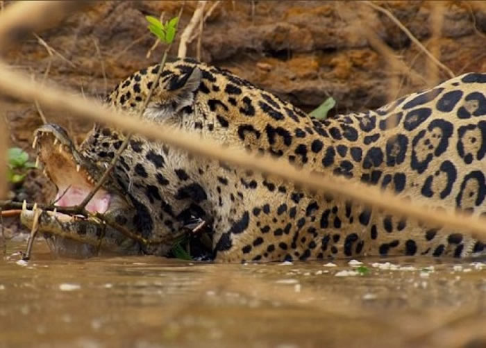 美洲豹一口咬向大鳄后颈。