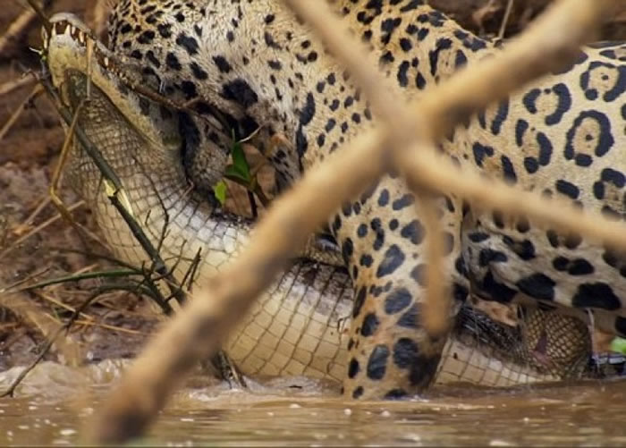 大鳄立即失去反抗能力,动弹不得。