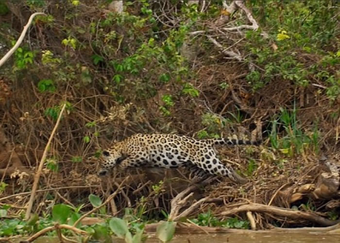 美洲豹拖走大鳄,准备享用大餐。