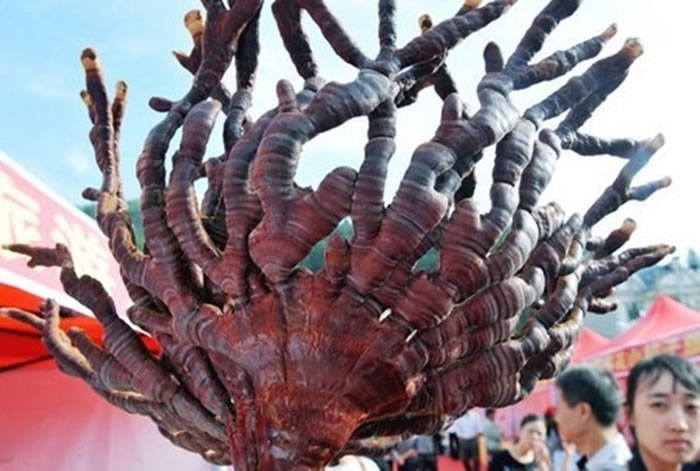 茸角状的巨型野生灵芝,被当地人誉为“灵芝中的鹿茸”。