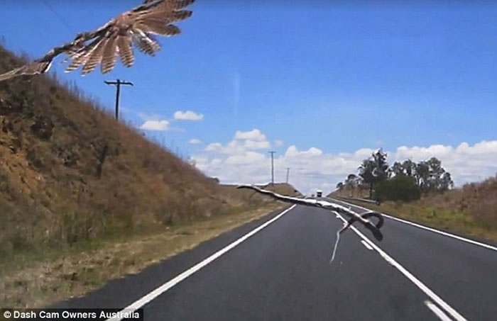 澳洲昆士兰女子驾车途中一只老鹰突然将蛇扔向挡风玻璃