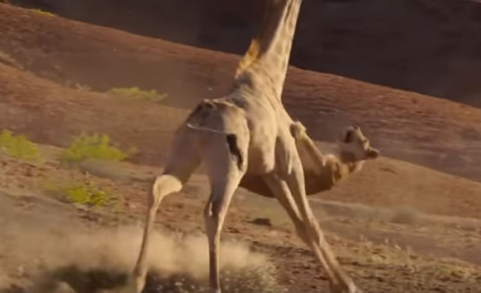 BBC���ǵ��򣨵���������II����ԭʨ����ͼ����ʳ����¹���߷��ڵ�