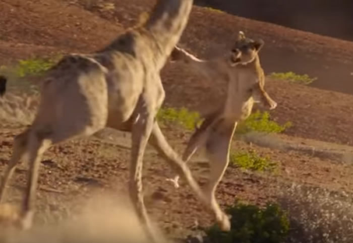 BBC���ǵ��򣨵���������II����ԭʨ����ͼ����ʳ����¹���߷��ڵ�