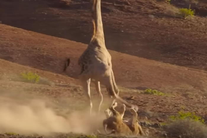 BBC���ǵ��򣨵���������II����ԭʨ����ͼ����ʳ����¹���߷��ڵ�