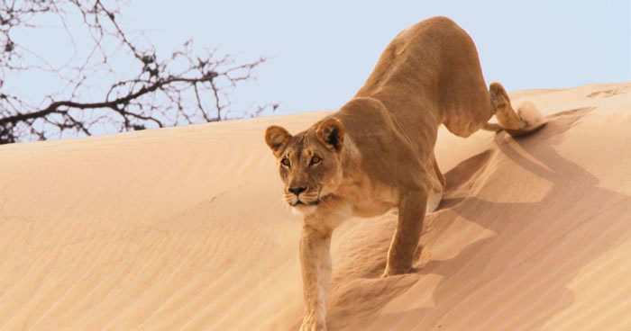 BBC���ǵ��򣨵���������II����ԭʨ����ͼ����ʳ����¹���߷��ڵ�