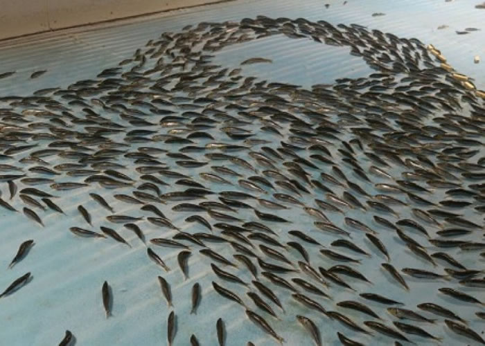 园方决定关闭溜冰场。