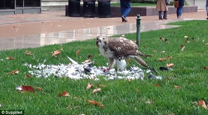 ŦԼױǴѧݵһֻӥ˵ڲݵϳԸ