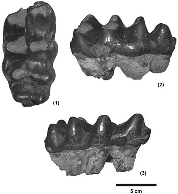 在塔昌发现的轭齿象上第三臼齿 (邓涛供图)