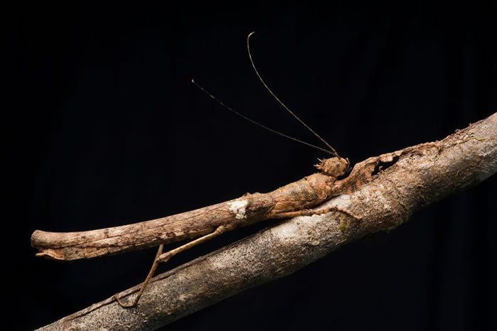 马来西亚婆罗洲,一只竹节虫伪装成树枝的模样。 PHOTOGRAPH BY CH’IEN LEE, NATIONAL GEOGRAPHIC