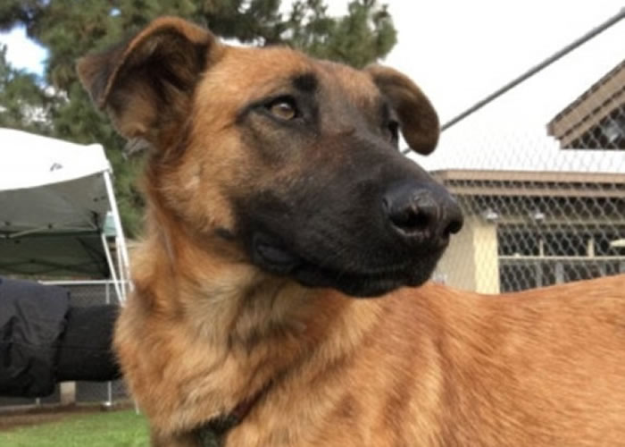 ����ɥ�������������