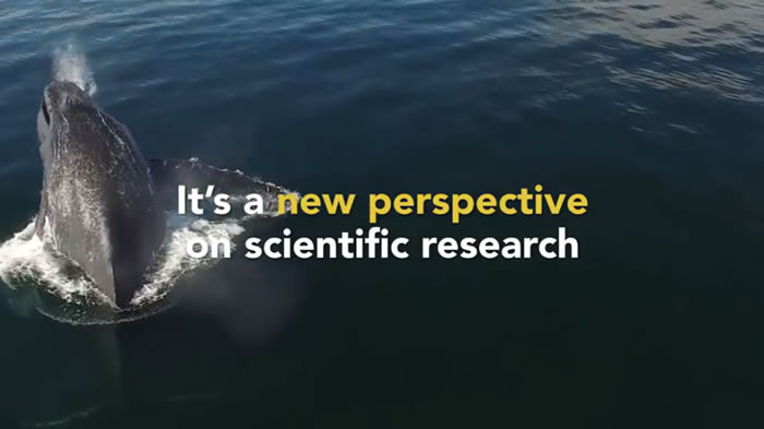 使用无人机收集鼻涕,不用开船靠近鲸鱼,减少噪音对鲸鱼的干扰