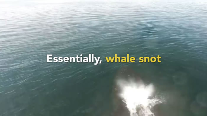 用无人机搜集「鲸鱼鼻涕」