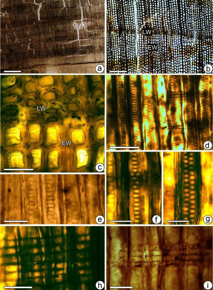 ĴԪԪľ֣Xenoxylon guangyuanense sp. nov.ľʲʾ֡ܰͽ泡ƿʽ