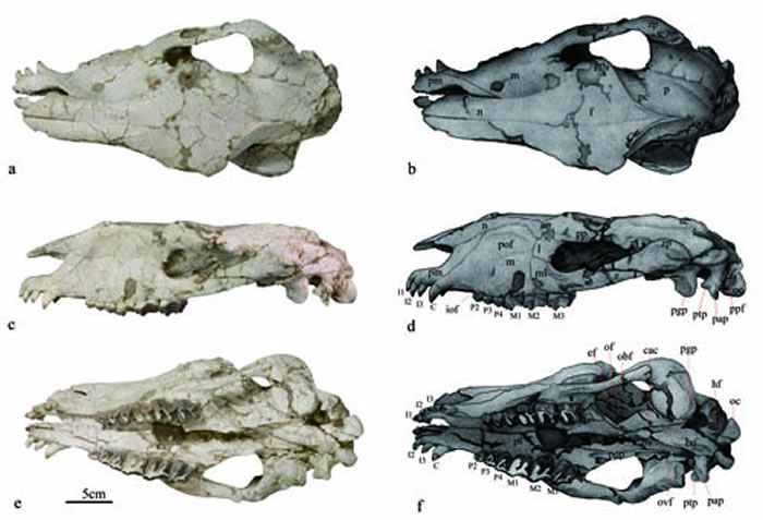 �˻���Ϭ��Pappaceras meiomenus��ͷ�ǻ�ʯ����(a)������(C)�͸���(e)��ͼ�⡣����������ͼ��