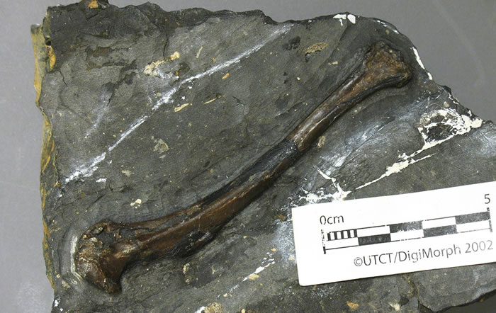 ѧڱ9000ǰʯTingmiatornis arctica