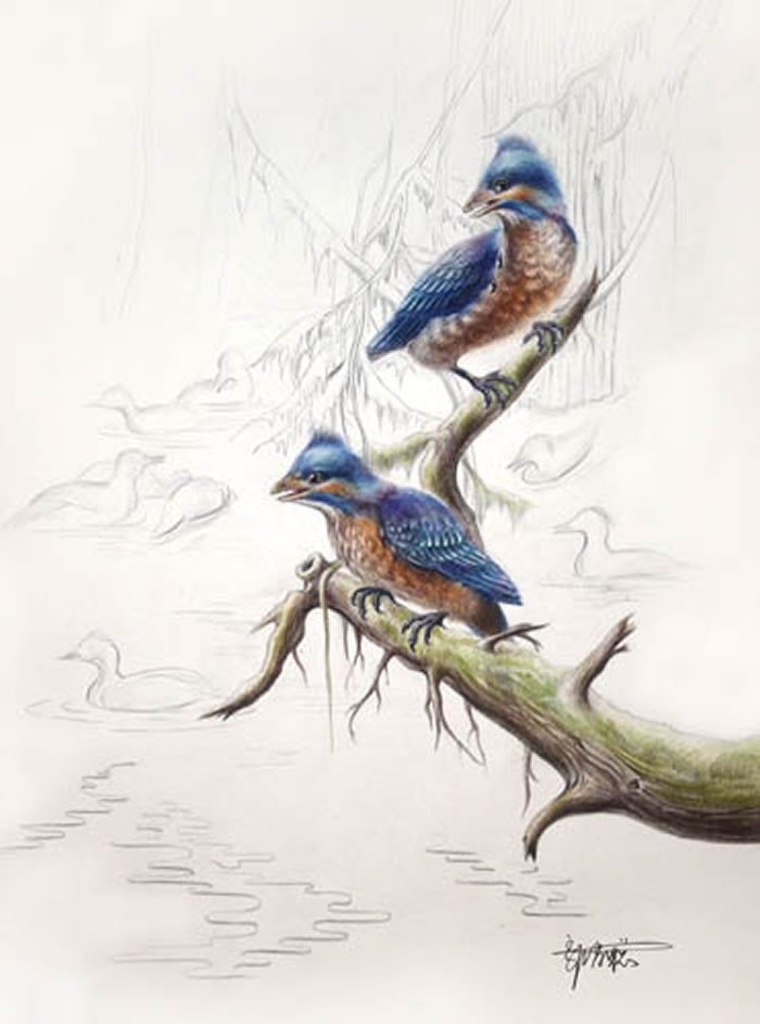 四合当孤反鸟生态复原(郭肖聪绘)