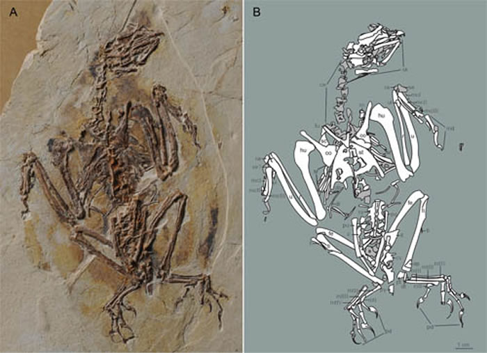 四合当孤反鸟正型标本的照片及线图 (胡晗供图)