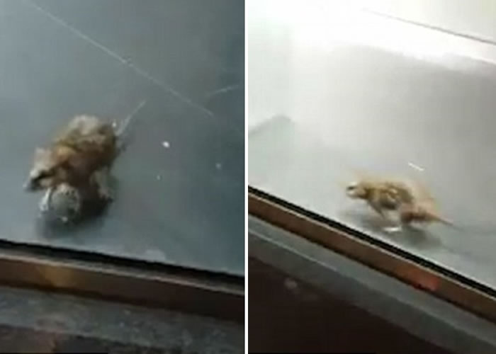 �о޴��������׶�һ��������ܹ���