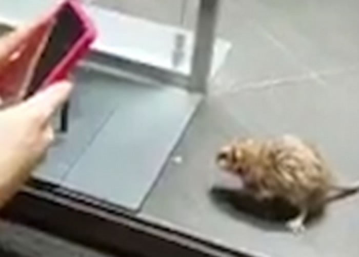 ������Ϸ�ƣ������ǳ�ʥ���ڼ�����δ����ǰ�����������Ṻ�