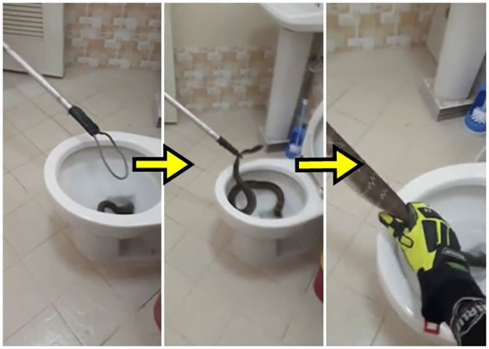 捉蛇人员以熟练的身手,把蛇从座厕中取出。