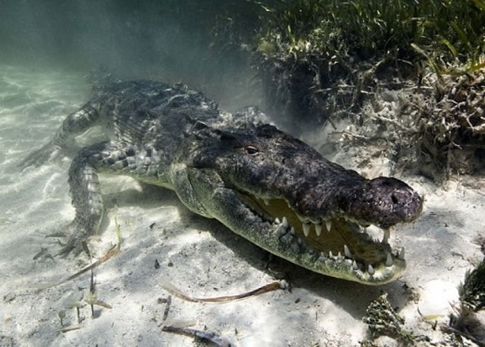 巨鳄似乎并没有恶意。