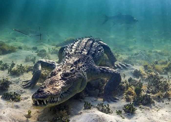 巨鳄当时完全没有袭击维兹尔的意图。