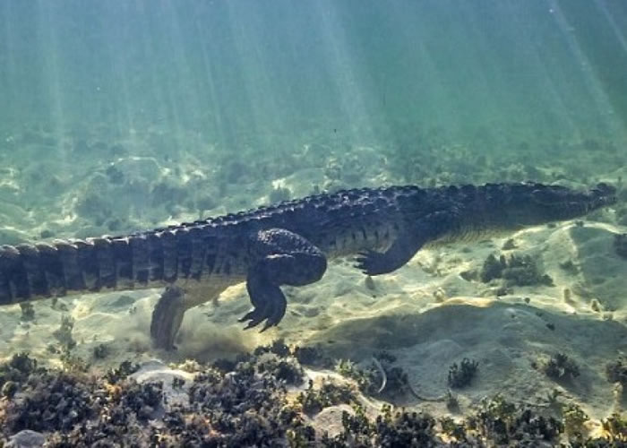 美洲鳄的体型非常巨大。