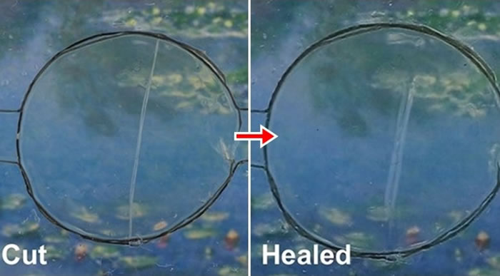 研究人员指物料能够自我修复。