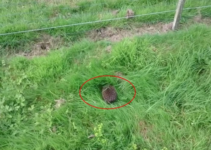 小刺猬(红圈)在草地上缓缓爬行。