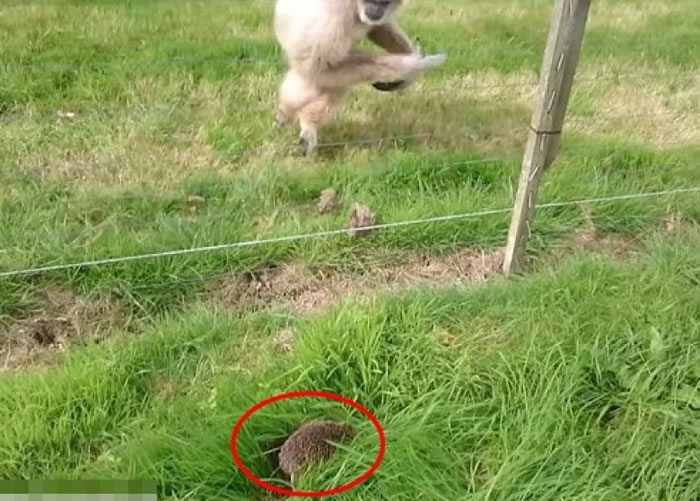 白色长臂猿看见小刺猬(红圈)郁动,吓得弹起。