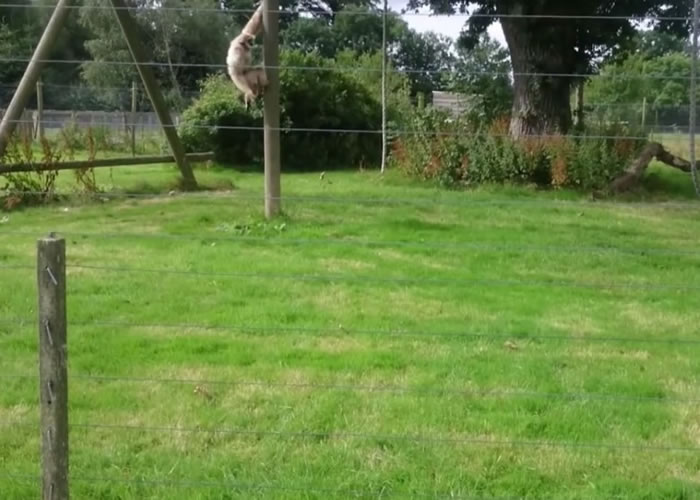 白色长臂猿吓得飞奔爬到树上。