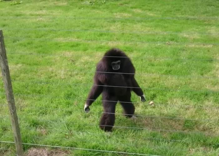 黑色长臂猿也想看个究竟。