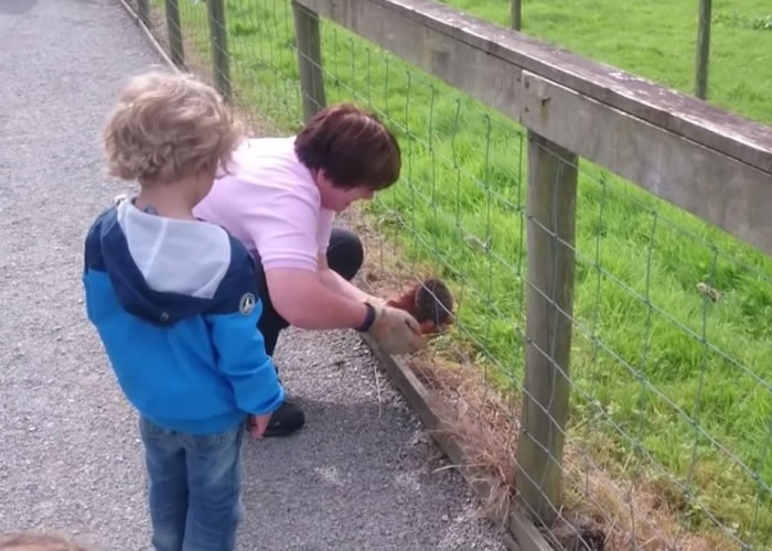 最后工作人员到来将小刺猬捡起带走。