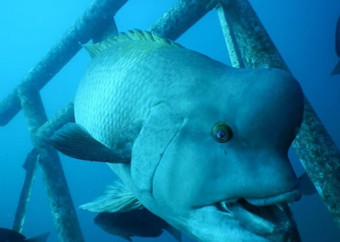 “赖子”健康不俗,图为其近照。