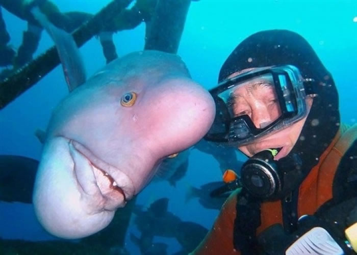 两者老友鬼鬼。