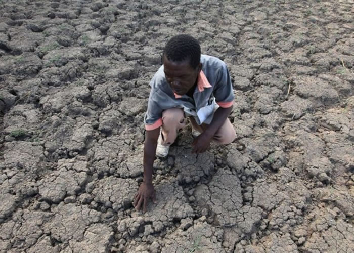 非洲近年受旱灾影响,农作物严重失收。