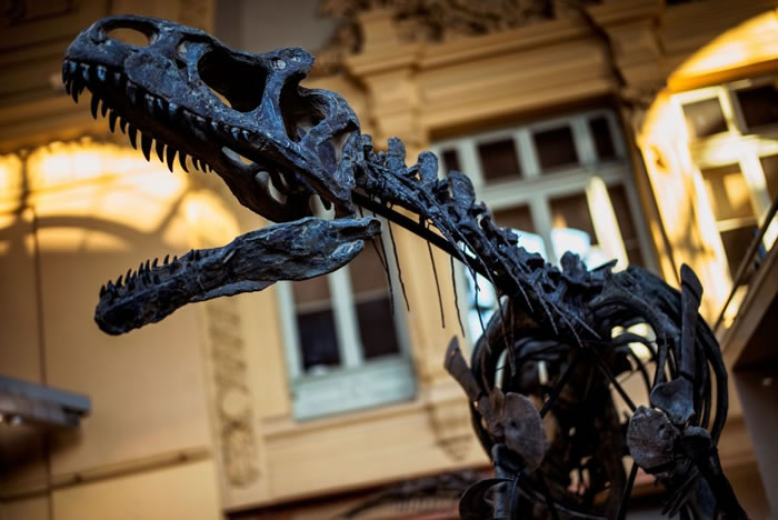 Kan的骸骨出土复原,展示它张口爬行凶猛的姿态。