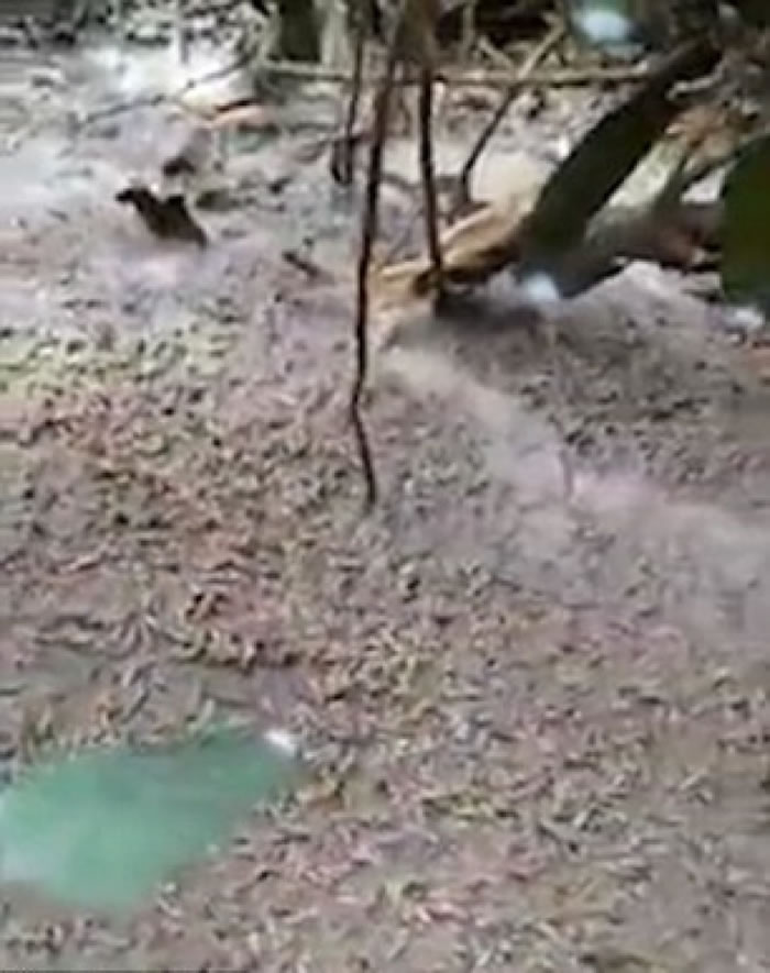 ��������ë�档